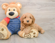 6 week old Mini Goldendoodle Puppy For Sale - Florida Fur Babies