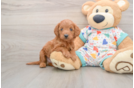 Mini Goldendoodle Puppy for Adoption