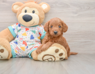 7 week old Mini Goldendoodle Puppy For Sale - Florida Fur Babies