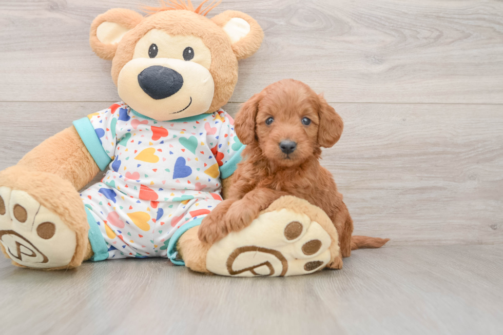 Popular Mini Goldendoodle Poodle Mix Pup