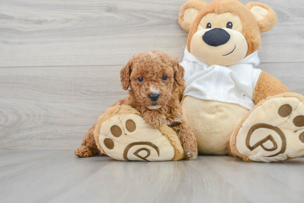 Smart Mini Goldendoodle Poodle Mix Pup