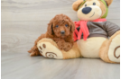 Best Mini Goldendoodle Baby