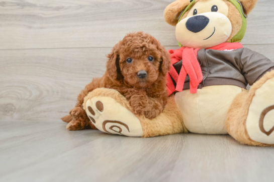 Best Mini Goldendoodle Baby