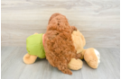 Mini Goldendoodle Puppy for Adoption