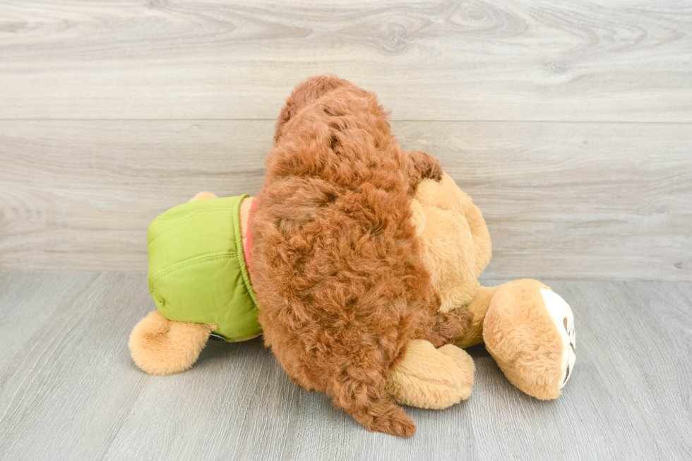 Mini Goldendoodle Puppy for Adoption