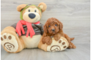 Best Mini Goldendoodle Baby