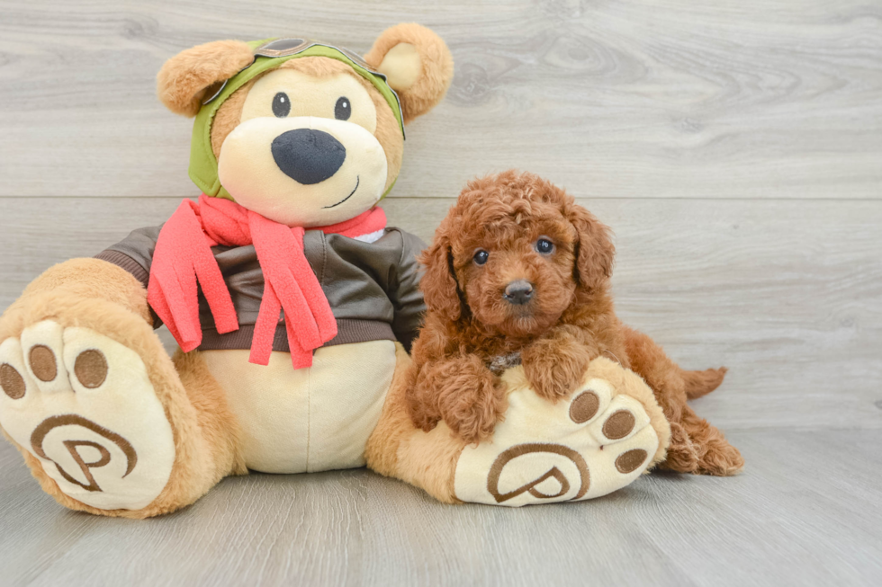 Best Mini Goldendoodle Baby