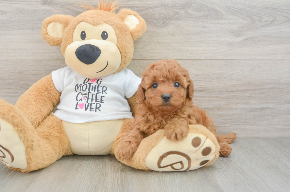 5 week old Mini Goldendoodle Puppy For Sale - Florida Fur Babies