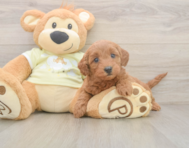 7 week old Mini Goldendoodle Puppy For Sale - Florida Fur Babies