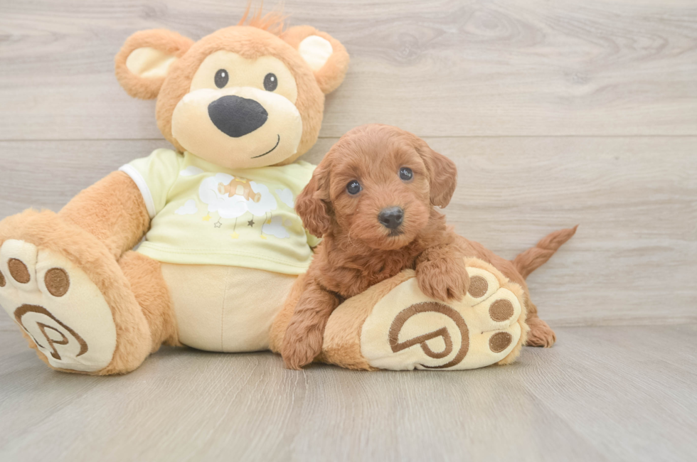 5 week old Mini Goldendoodle Puppy For Sale - Florida Fur Babies