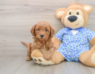 7 week old Mini Goldendoodle Puppy For Sale - Florida Fur Babies