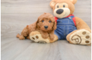 Little Mini Goldenpoo Poodle Mix Puppy