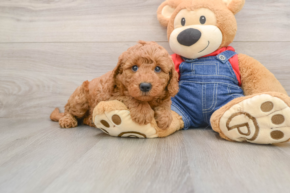 Little Mini Goldenpoo Poodle Mix Puppy