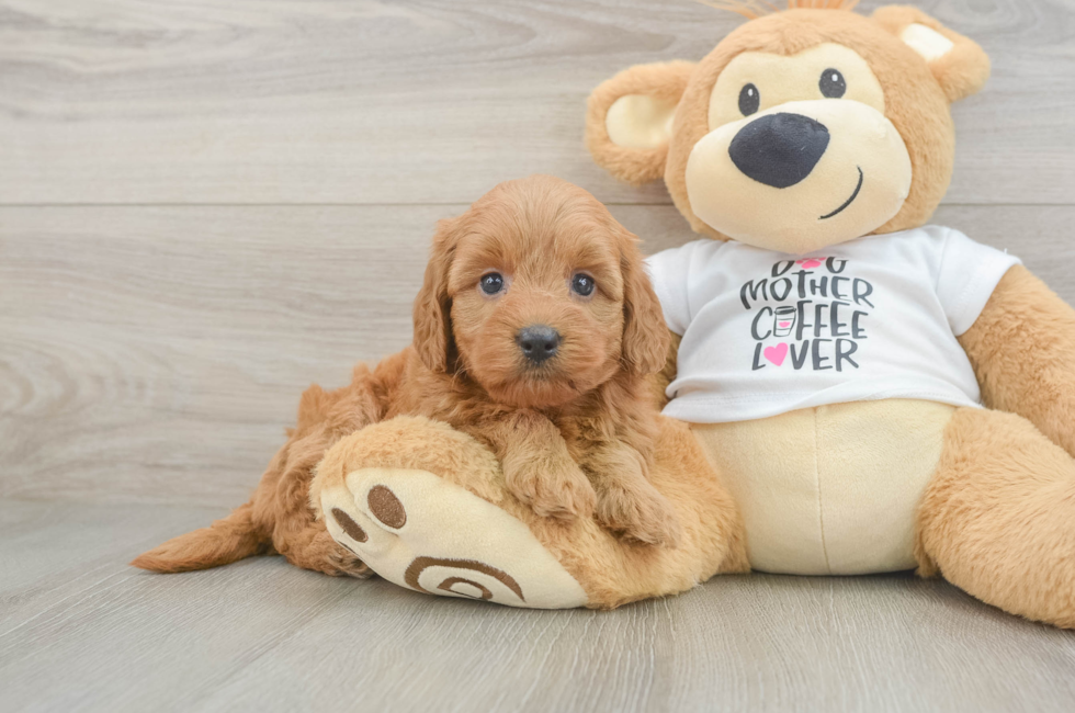 5 week old Mini Goldendoodle Puppy For Sale - Florida Fur Babies
