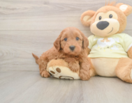 7 week old Mini Goldendoodle Puppy For Sale - Florida Fur Babies