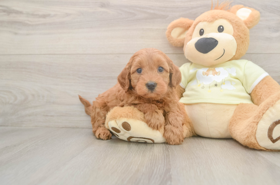 5 week old Mini Goldendoodle Puppy For Sale - Florida Fur Babies