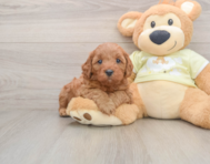 8 week old Mini Goldendoodle Puppy For Sale - Florida Fur Babies