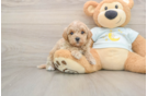 Playful Mini Groodle Poodle Mix Puppy