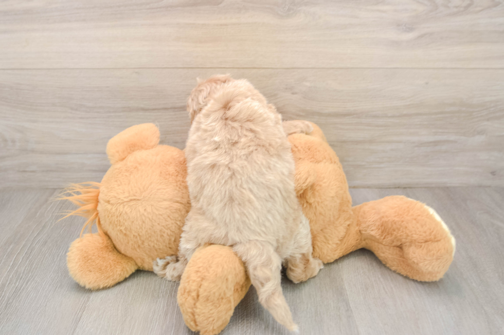 Mini Goldendoodle Pup Being Cute