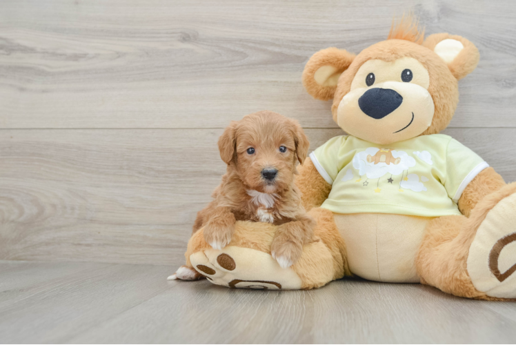 Mini Goldendoodle Puppy for Adoption