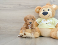 6 week old Mini Goldendoodle Puppy For Sale - Florida Fur Babies