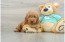 Best Mini Goldendoodle Baby