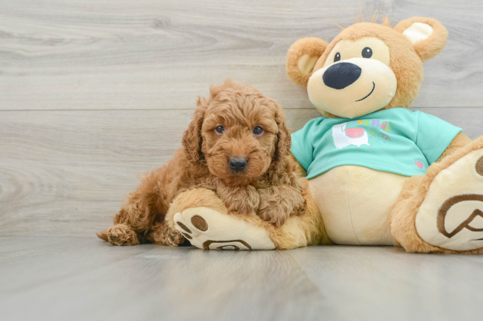 Best Mini Goldendoodle Baby