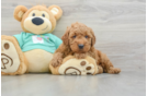 Cute Mini Goldendoodle Baby