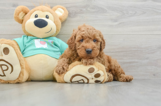 Cute Mini Goldendoodle Baby