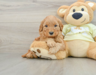 8 week old Mini Goldendoodle Puppy For Sale - Florida Fur Babies