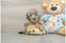 Little Mini Goldenpoo Poodle Mix Puppy