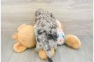 Mini Goldendoodle Puppy for Adoption