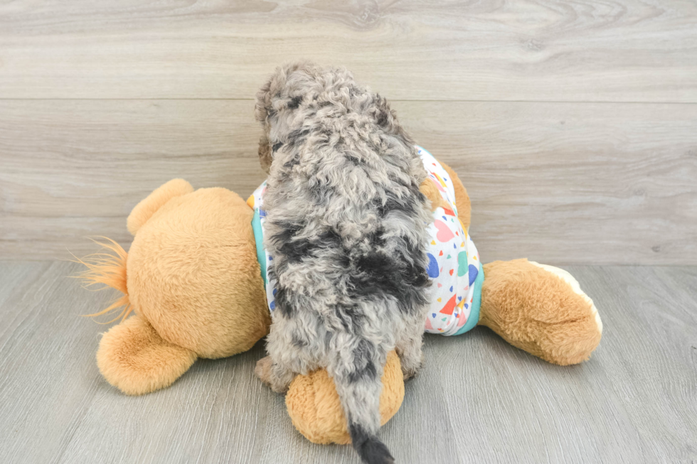 Mini Goldendoodle Puppy for Adoption