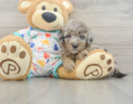 9 week old Mini Goldendoodle Puppy For Sale - Florida Fur Babies
