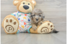 Mini Goldendoodle Puppy for Adoption