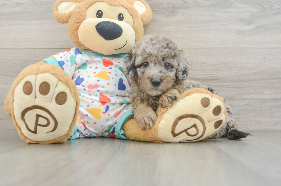6 week old Mini Goldendoodle Puppy For Sale - Florida Fur Babies