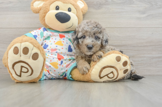 Mini Goldendoodle Puppy for Adoption