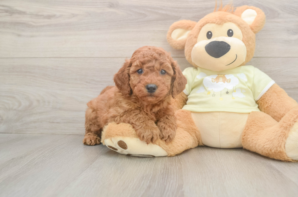 5 week old Mini Goldendoodle Puppy For Sale - Florida Fur Babies