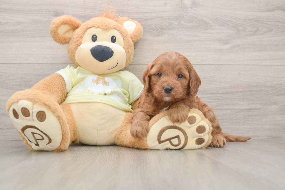 Happy Mini Goldendoodle Baby