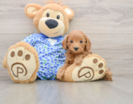 7 week old Mini Goldendoodle Puppy For Sale - Florida Fur Babies