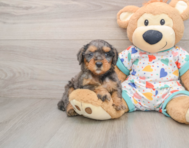 7 week old Mini Goldendoodle Puppy For Sale - Florida Fur Babies