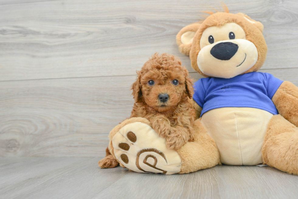 Popular Mini Goldendoodle Poodle Mix Pup