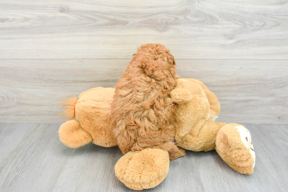 Energetic Golden Retriever Poodle Mix Puppy
