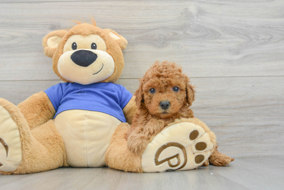 Best Mini Goldendoodle Baby