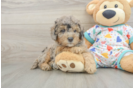 Adorable Golden Retriever Poodle Mix Poodle Mix Puppy