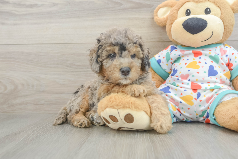 Adorable Golden Retriever Poodle Mix Poodle Mix Puppy