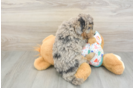Mini Goldendoodle Pup Being Cute