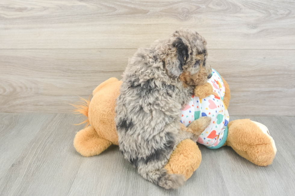 Mini Goldendoodle Pup Being Cute
