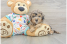Best Mini Goldendoodle Baby