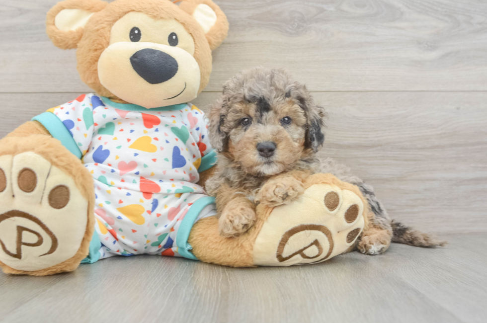 6 week old Mini Goldendoodle Puppy For Sale - Florida Fur Babies